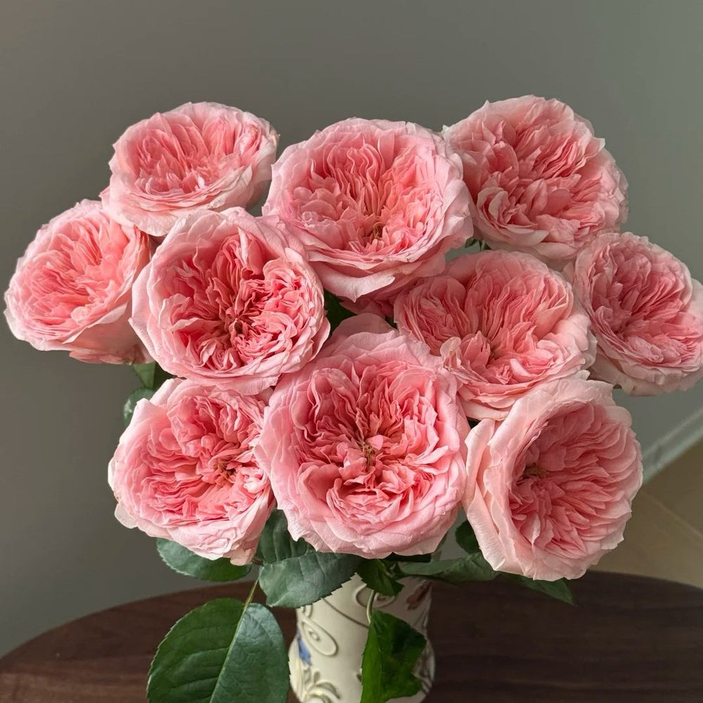 Mayfield Rose Plant|梅菲尔德 image 5