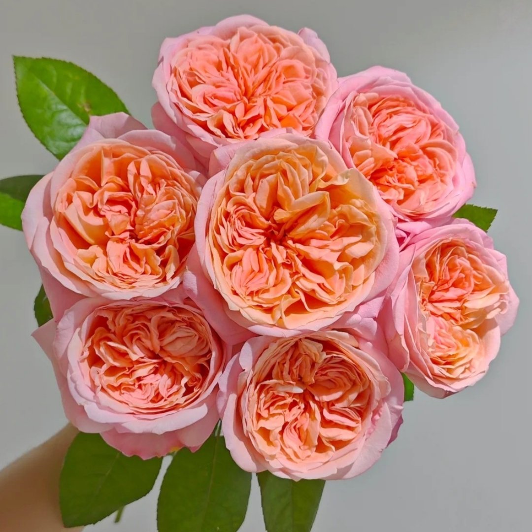 London Eye Rose Plant|伦敦眼 image 0