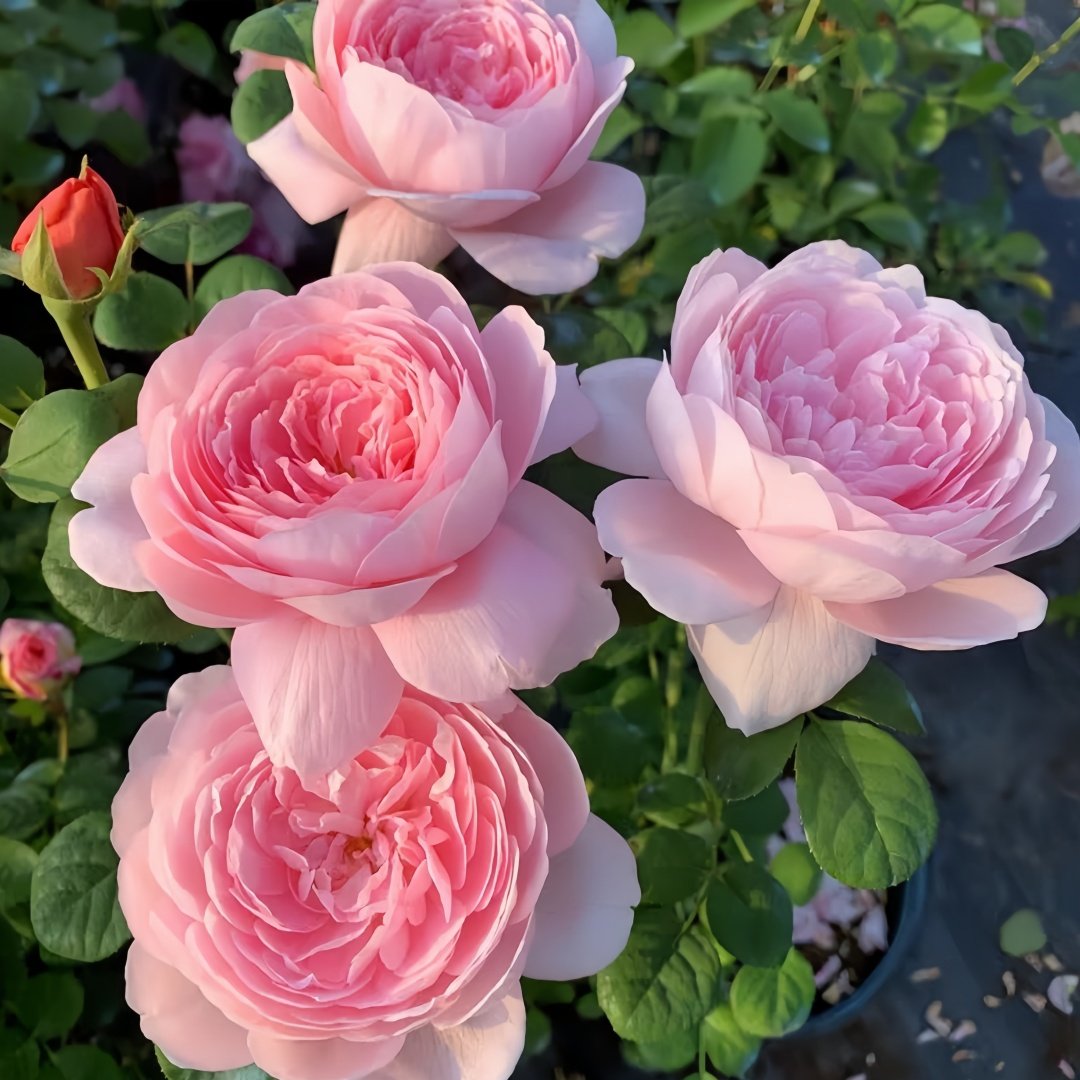 Queen of Sweden Rose Plant｜瑞典女王 image 4