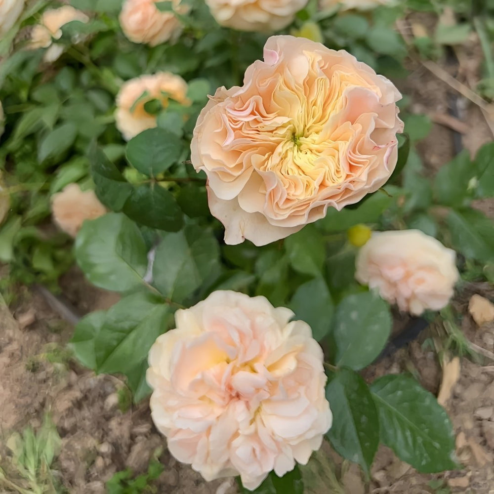 Stanley Abbey Rose Plant｜斯坦利修道院 image 9