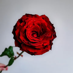 Cola Rose Plant | 可乐 image 1