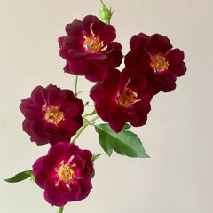 Midnight Blue Rose Plant|午夜深蓝 image 2