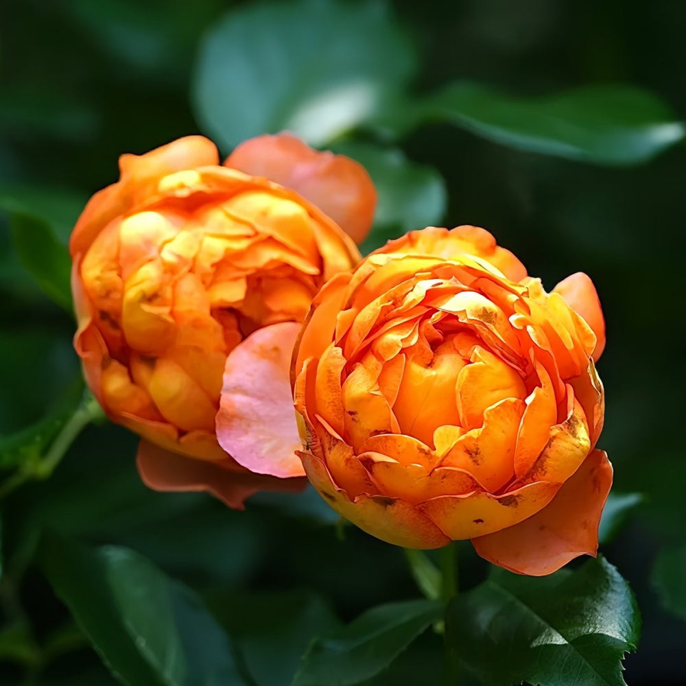 Honey Caramel Rose Plant｜蜂蜜焦糖 image 8