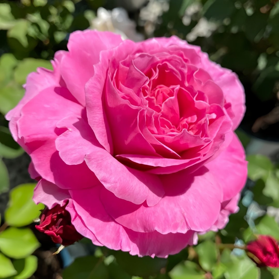 Abdiel Rose Plant｜神仆天使 image 4