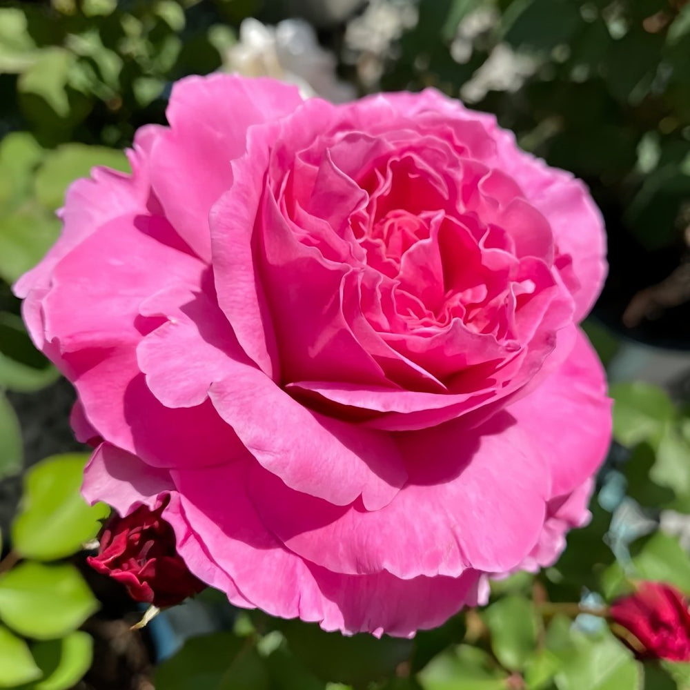 Abdiel Rose Plant｜神仆天使 image 4