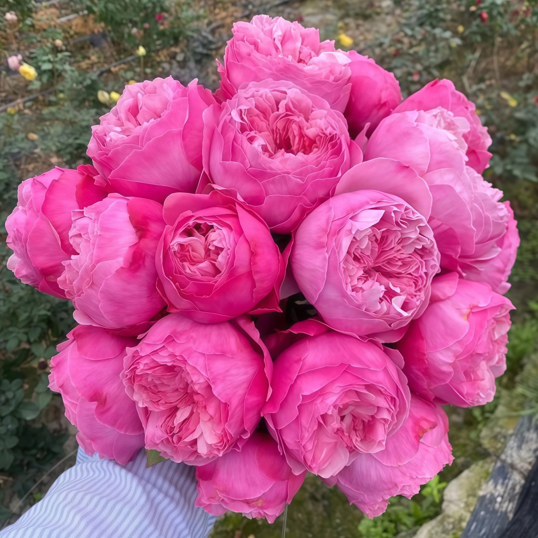 Carey Rose Plant | 凯丽玫瑰 image 0