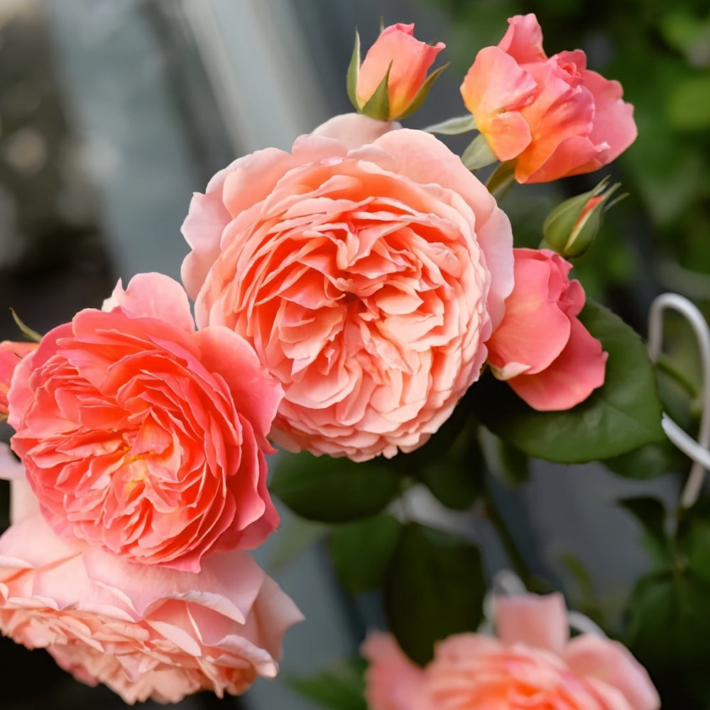 Kaori Kazari Rose Plant|香织装饰 image 6