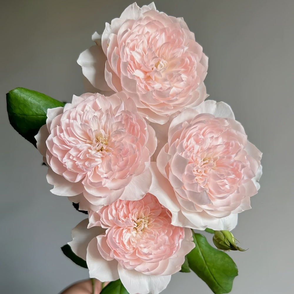 Jiashu Rose Plant|家书 image 1