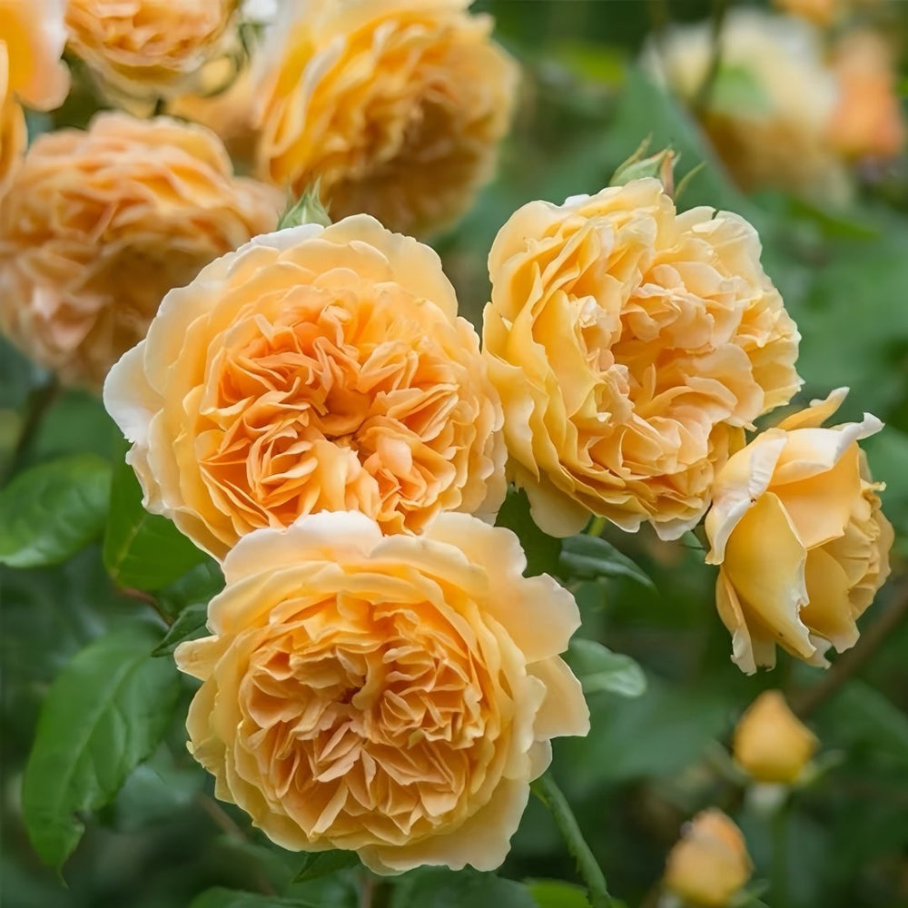 Crown Princess Margareta Rose Plant | 玛格丽特王妃 image 3