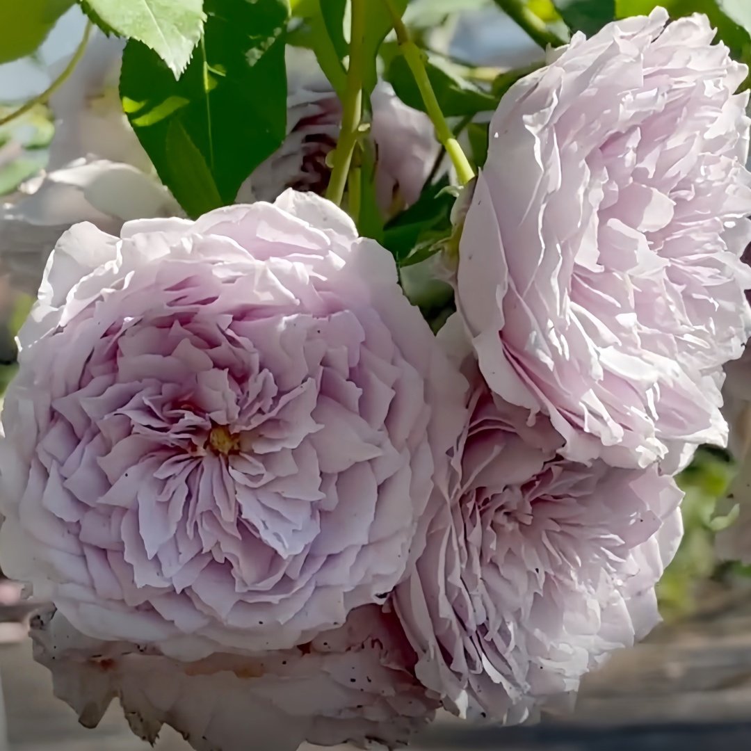 Antique Watch Rose Plant｜古董怀表 image 6