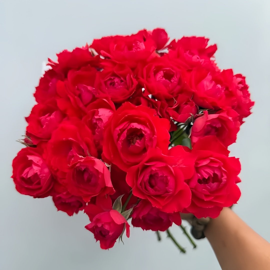 Ena Harkness Rose Plant|伊娜·哈克尼斯 image 4