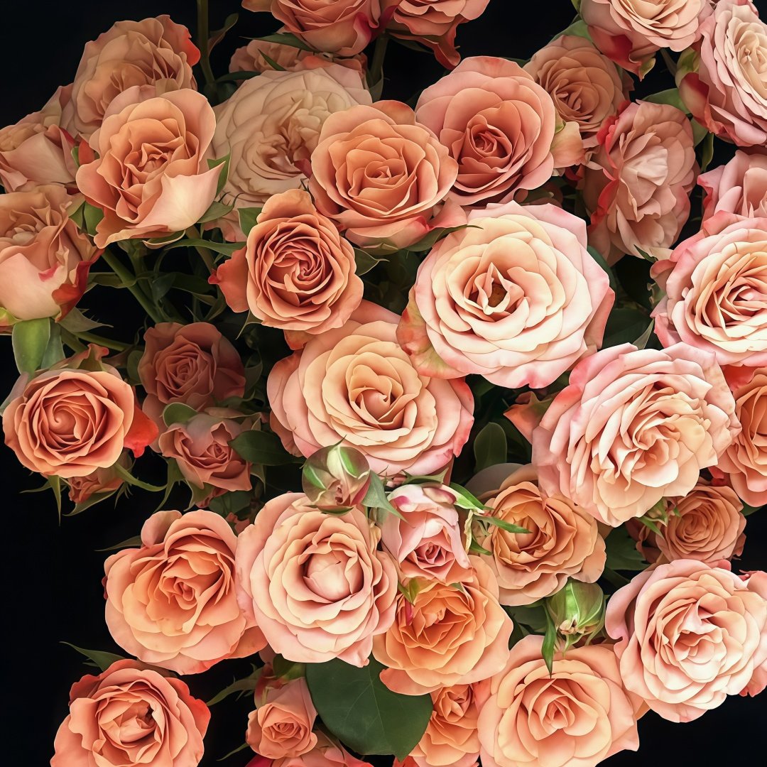 Cappuccino Rose Plant｜卡布奇诺 image 9