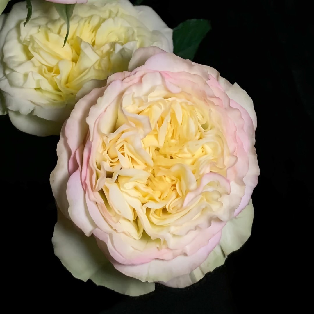 Yoga Trendsetter Rose Plant｜瑜伽潮流 image 6