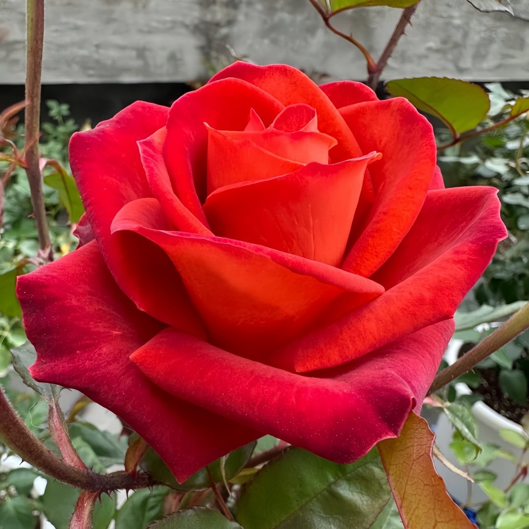 Café Del Mar Rose Plant｜咖啡德玛 image 3