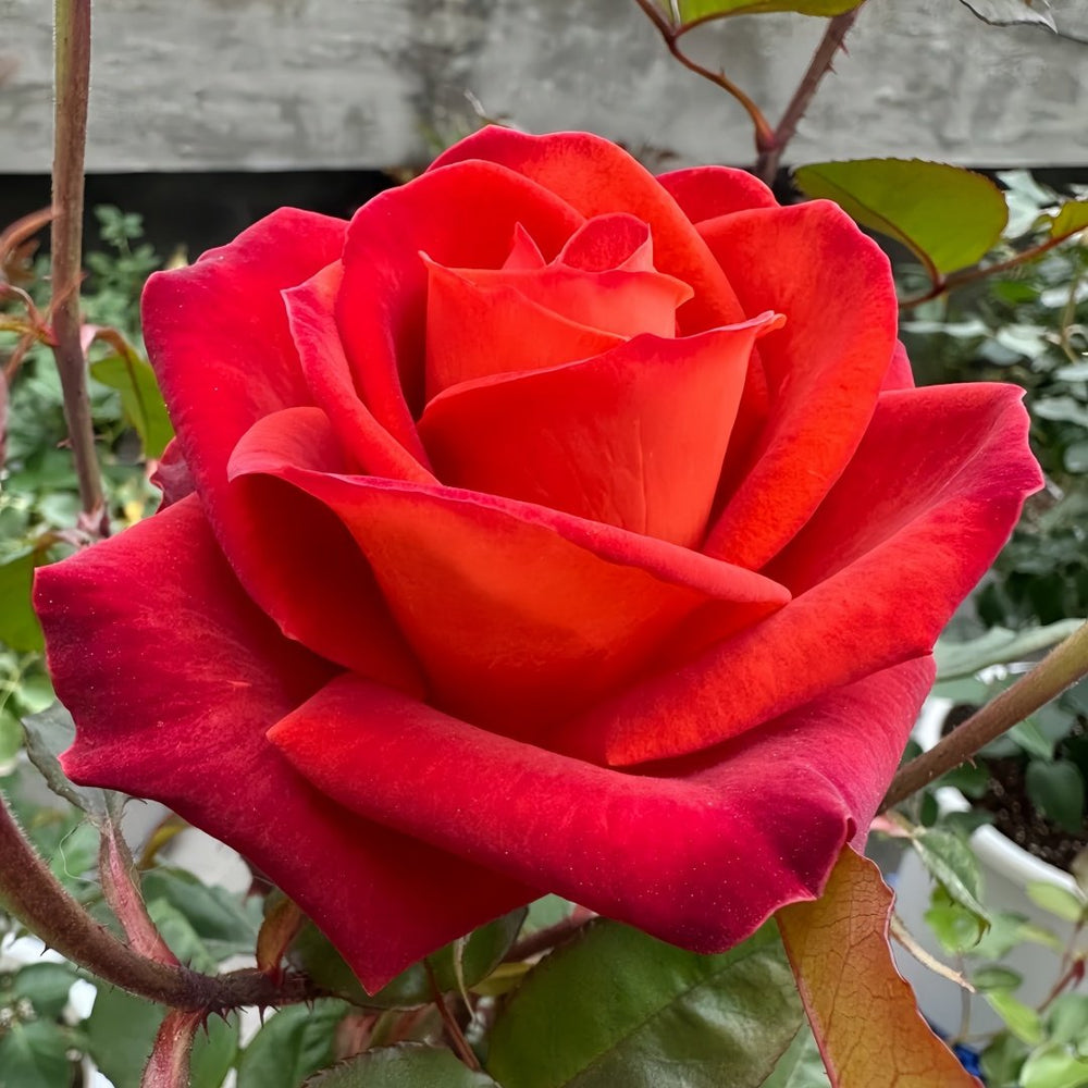 Café Del Mar Rose Plant｜咖啡德玛 image 3