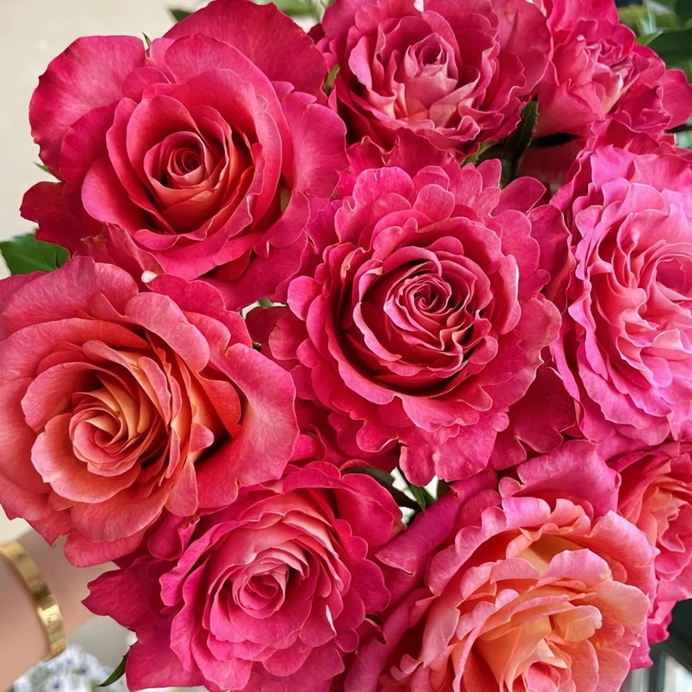 Gypsy Curiosa Rose Plant｜吉普赛猎奇 image 4
