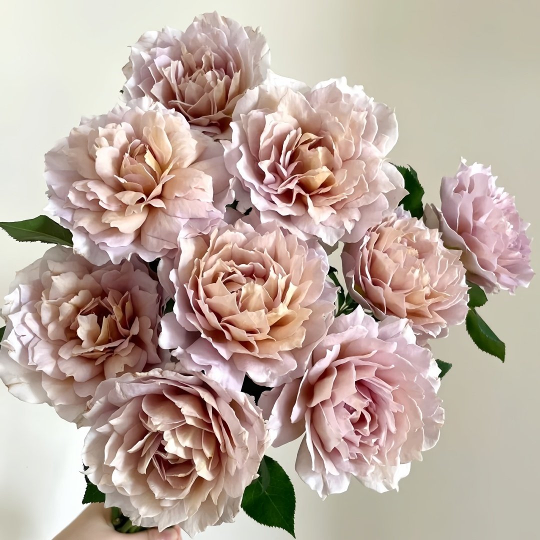Suo Qingqiu Rose Plant｜锁清秋 image 3