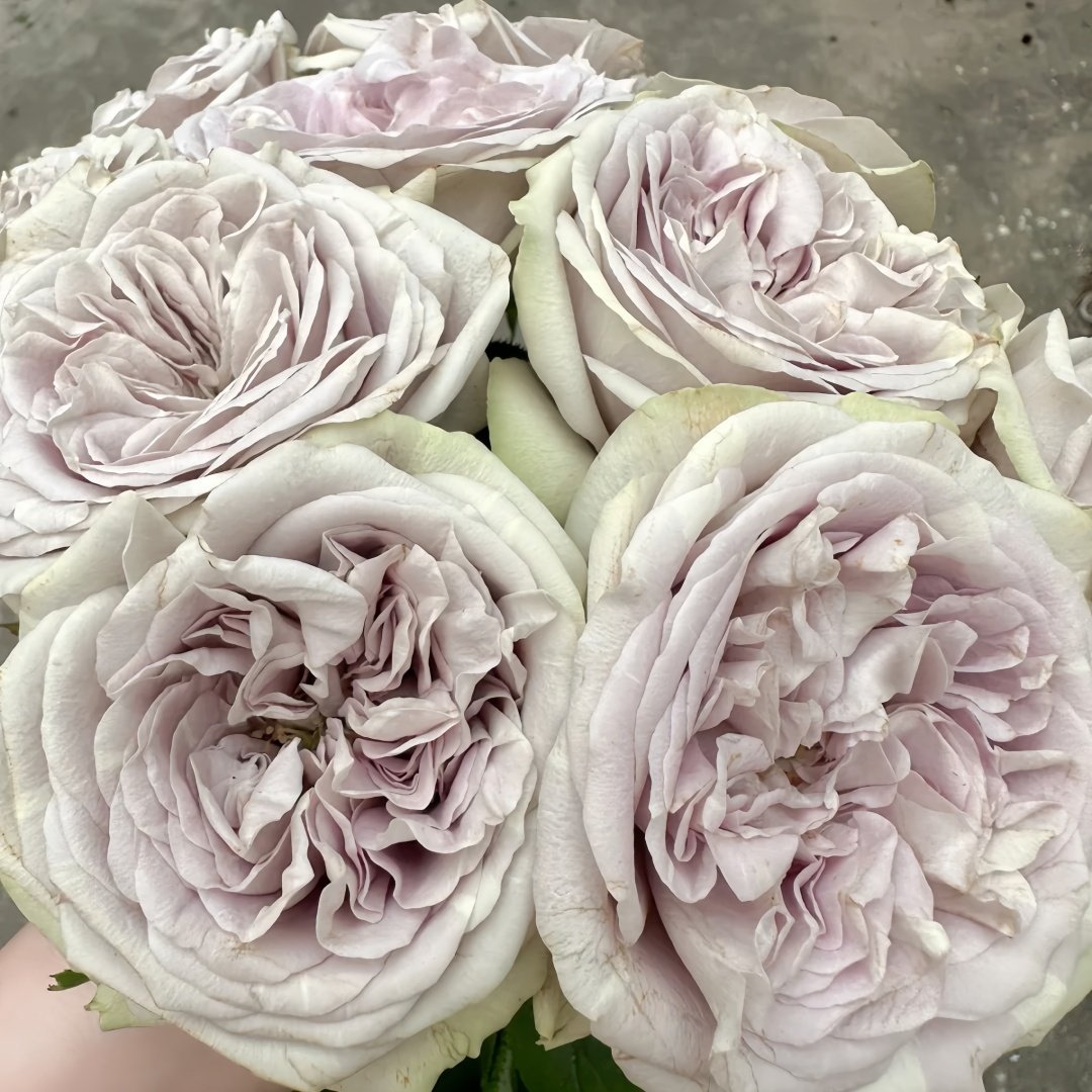 Silvermine Rose Plant|银矿 image 3