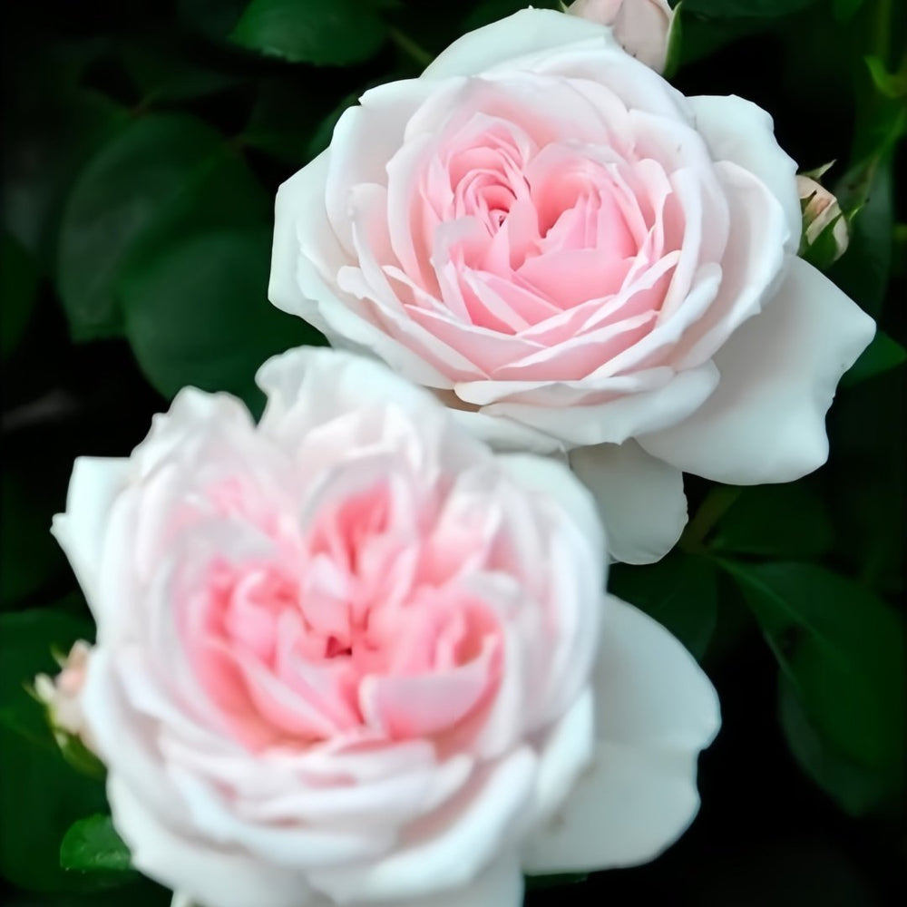 Cinderella Rose Plant|灰姑娘 image 2
