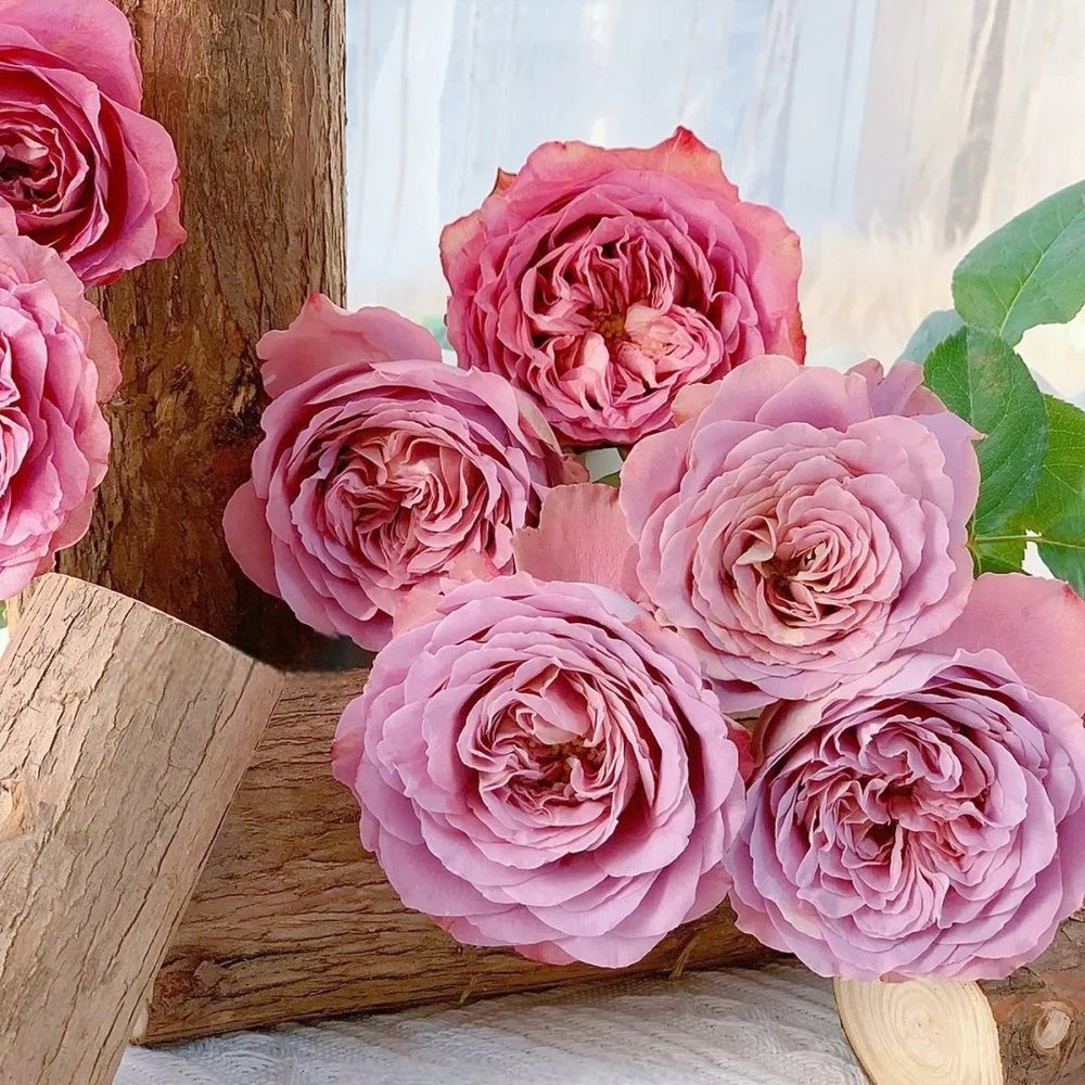 Solfa Rose Plant|索尔法 image 7