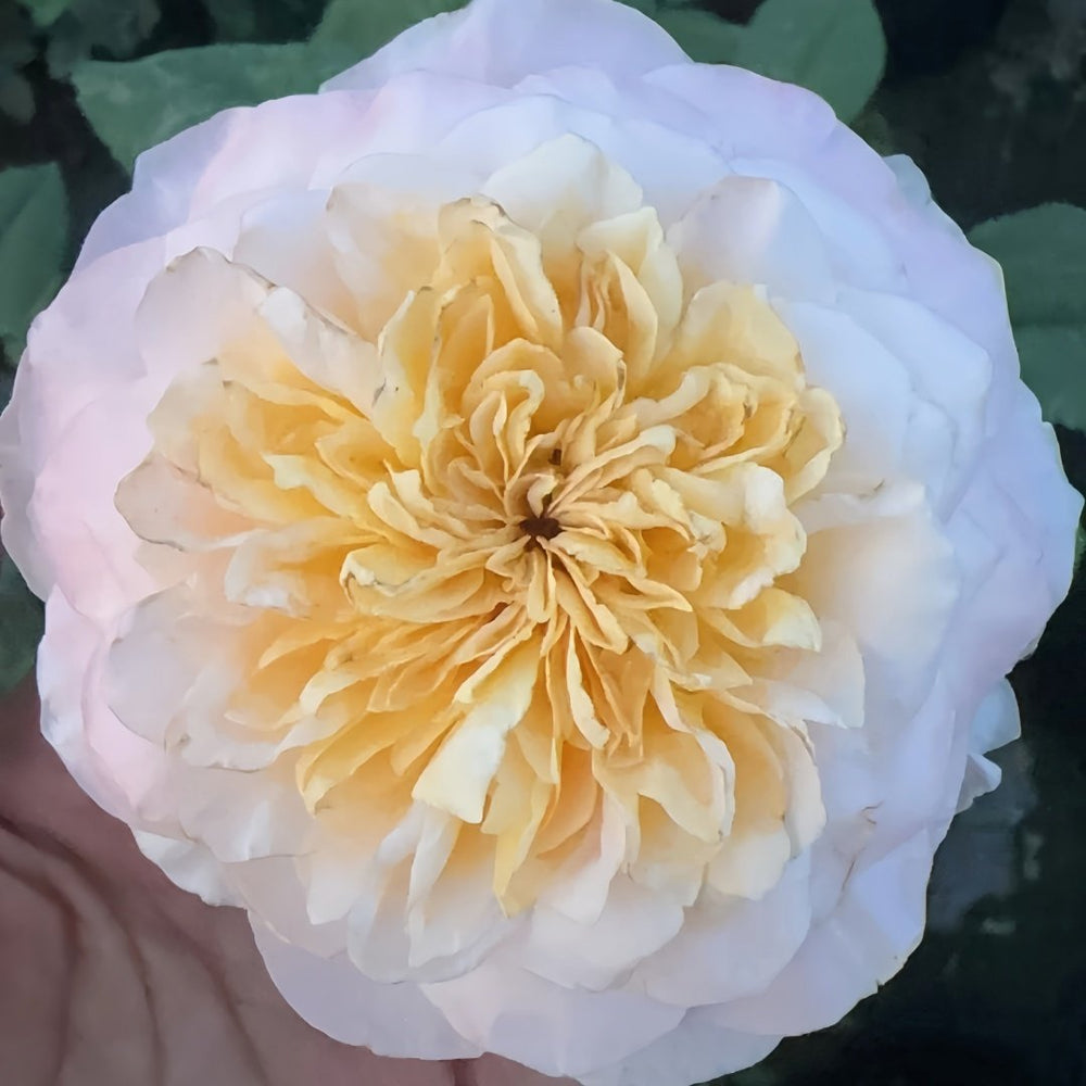 Tie Dye Rose Plant|扎染 image 3