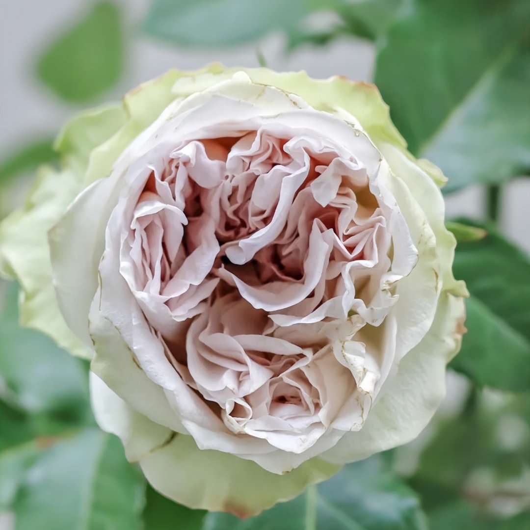 Shades of Grey Rose Plant| 灰色阴影 image 5