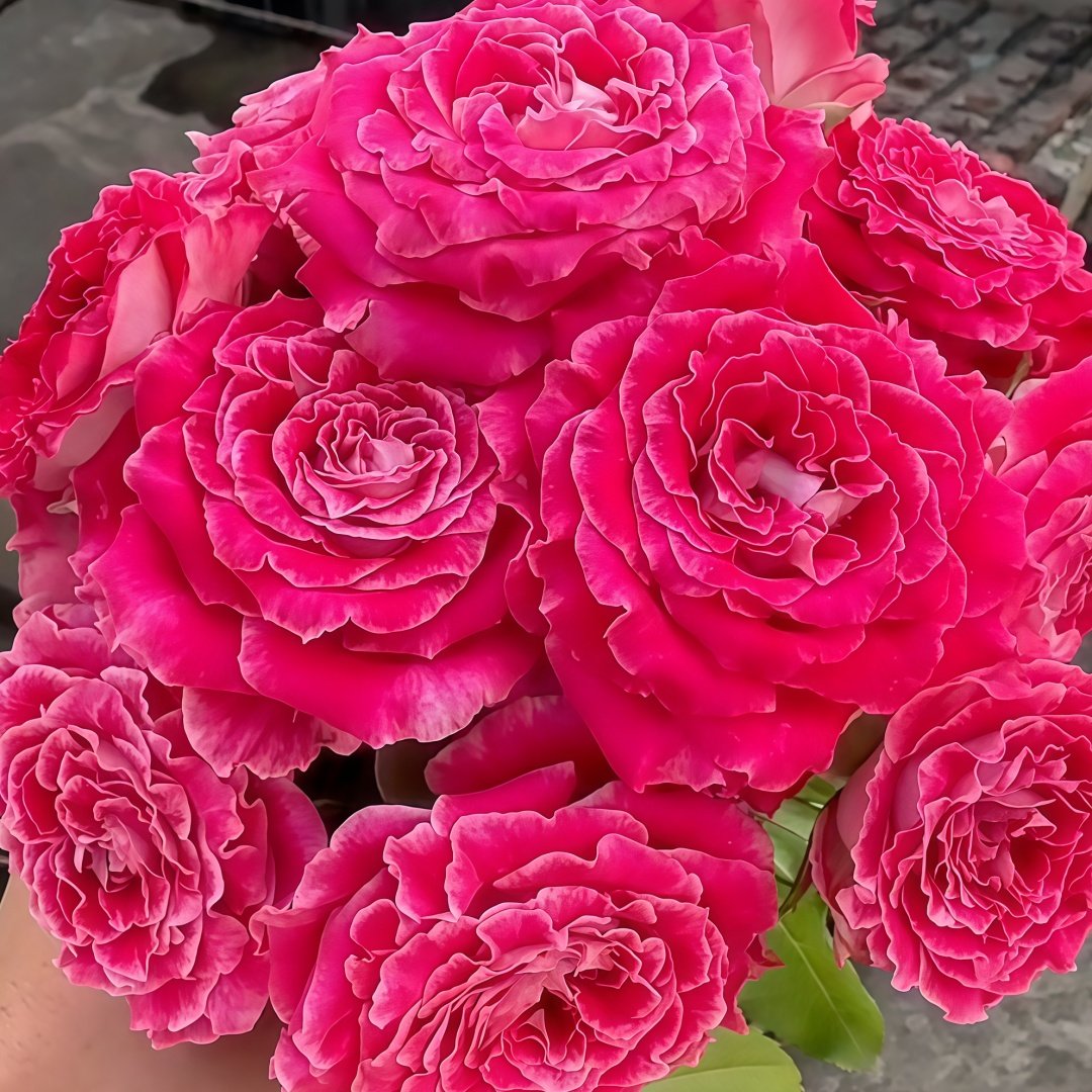 Piccadilly Circus Rose Plant｜皮卡迪利广场 image 7
