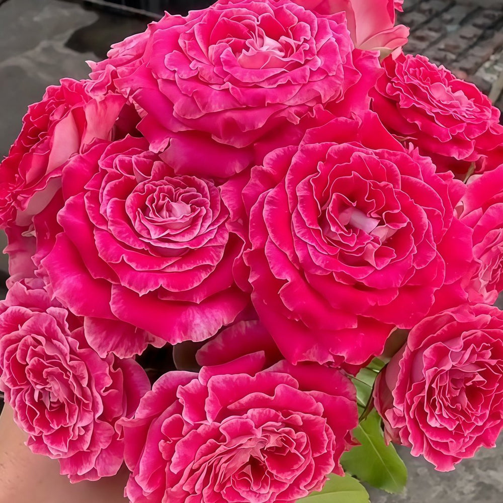 Piccadilly Circus Rose Plant｜皮卡迪利广场 image 7