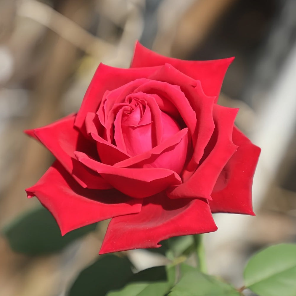 Botero Rose Plant|恩典女士 image 6