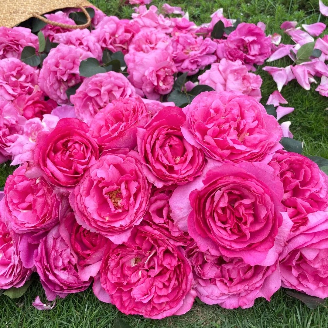 Yves Piaget Rose Plant|伊芙伯爵 image 10