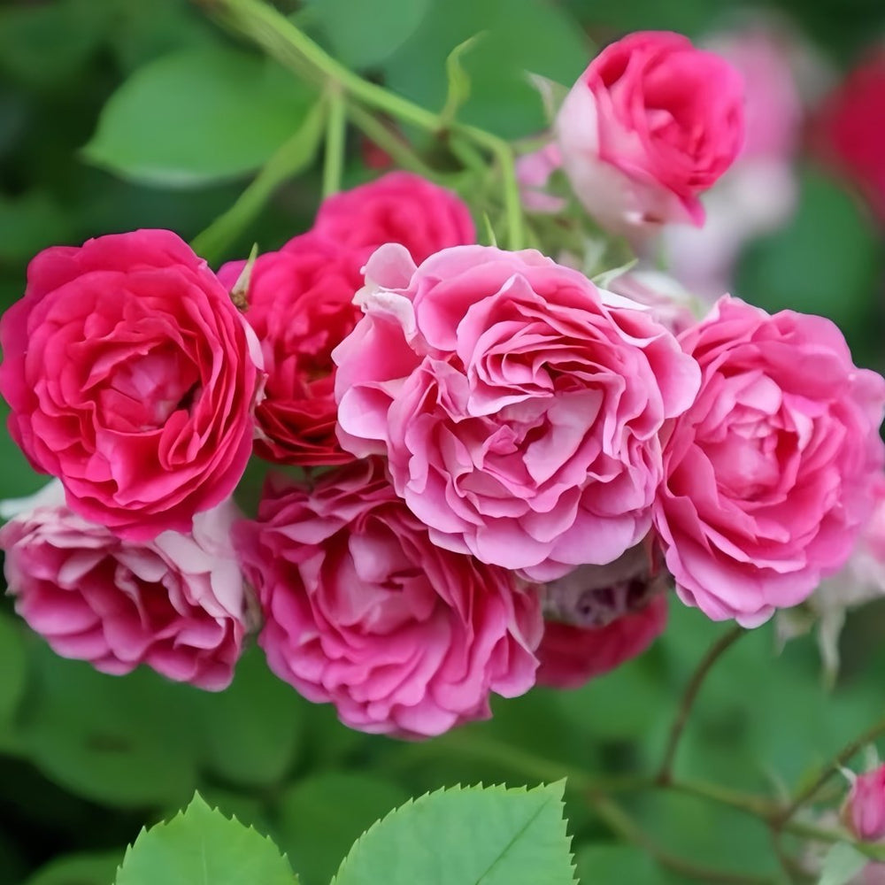 Rouge Rose Plant｜胭脂扣 image 7