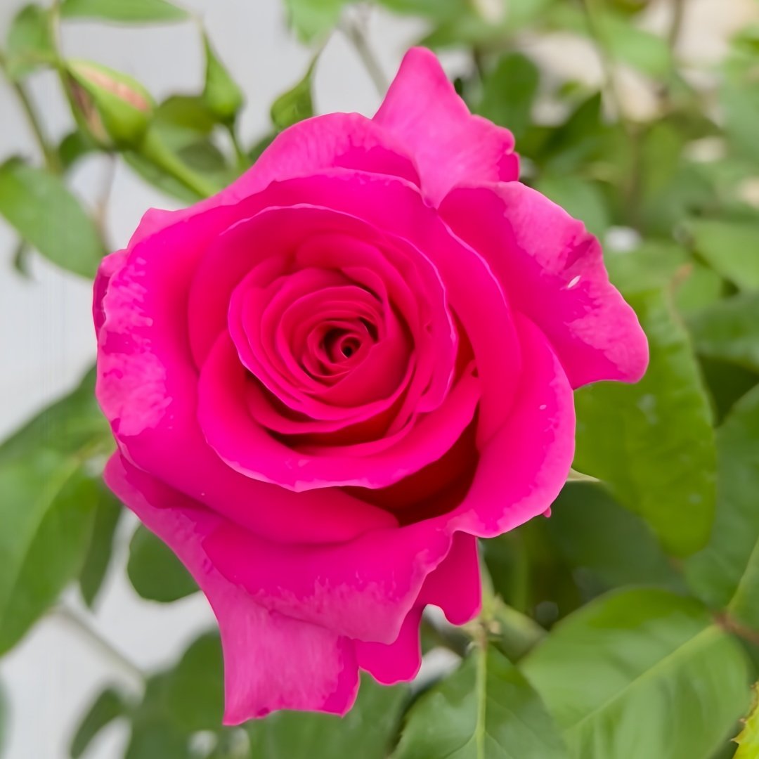 Pink Floyd Rose Plant｜弗洛伊德 image 4