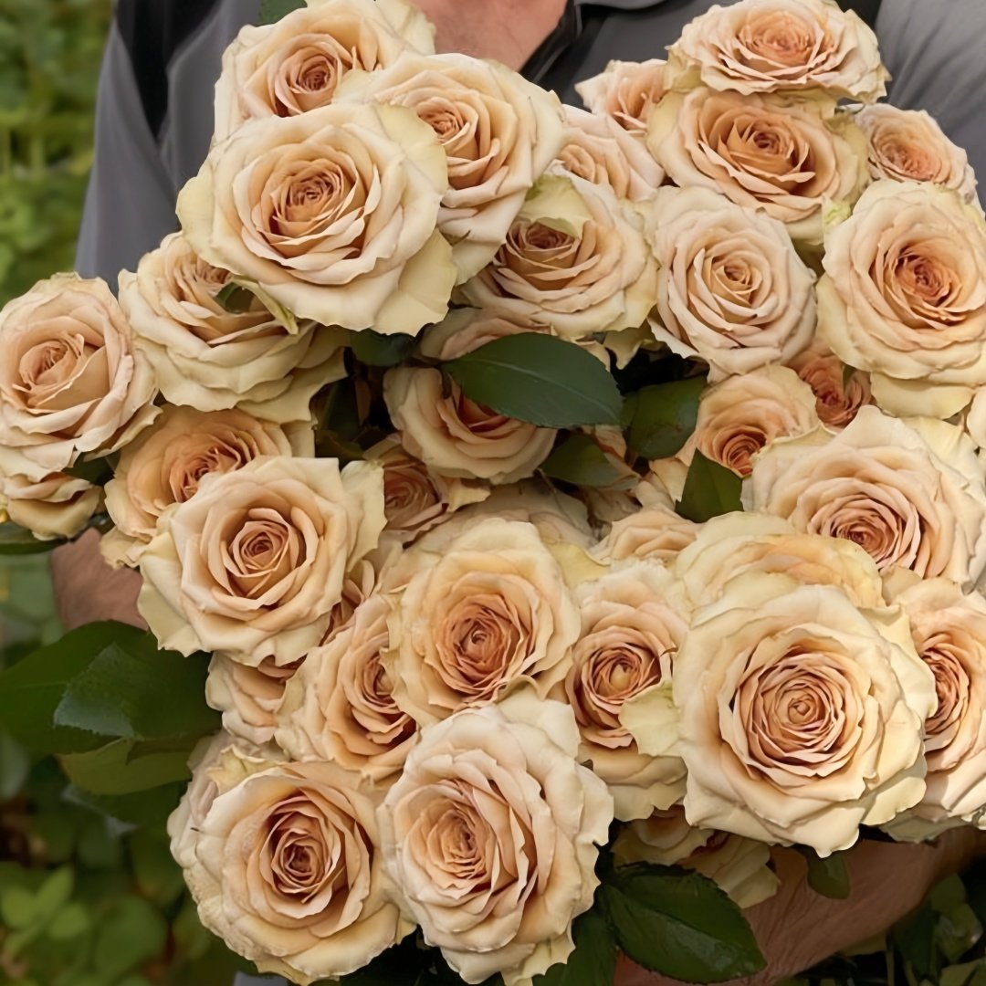 Beiley Rose Plant｜贝利 image 4
