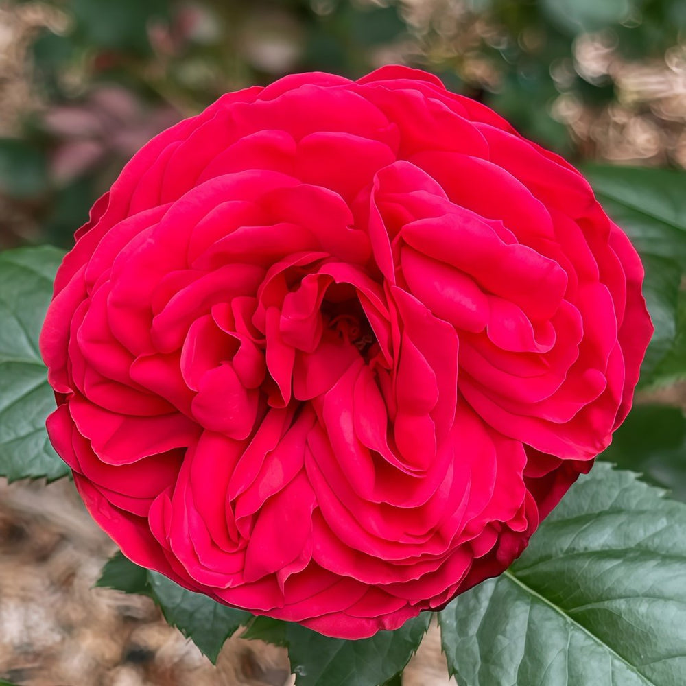 Piano Rose Plant| 红钢琴 image 1