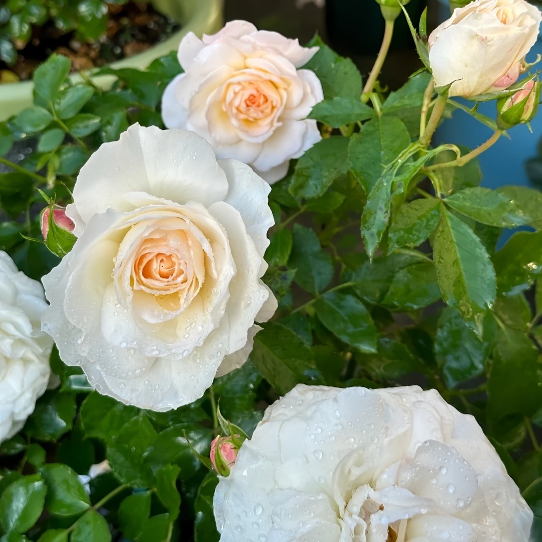 Ice Cream Balcony Rose Plant|冰淇淋阳台 image 6