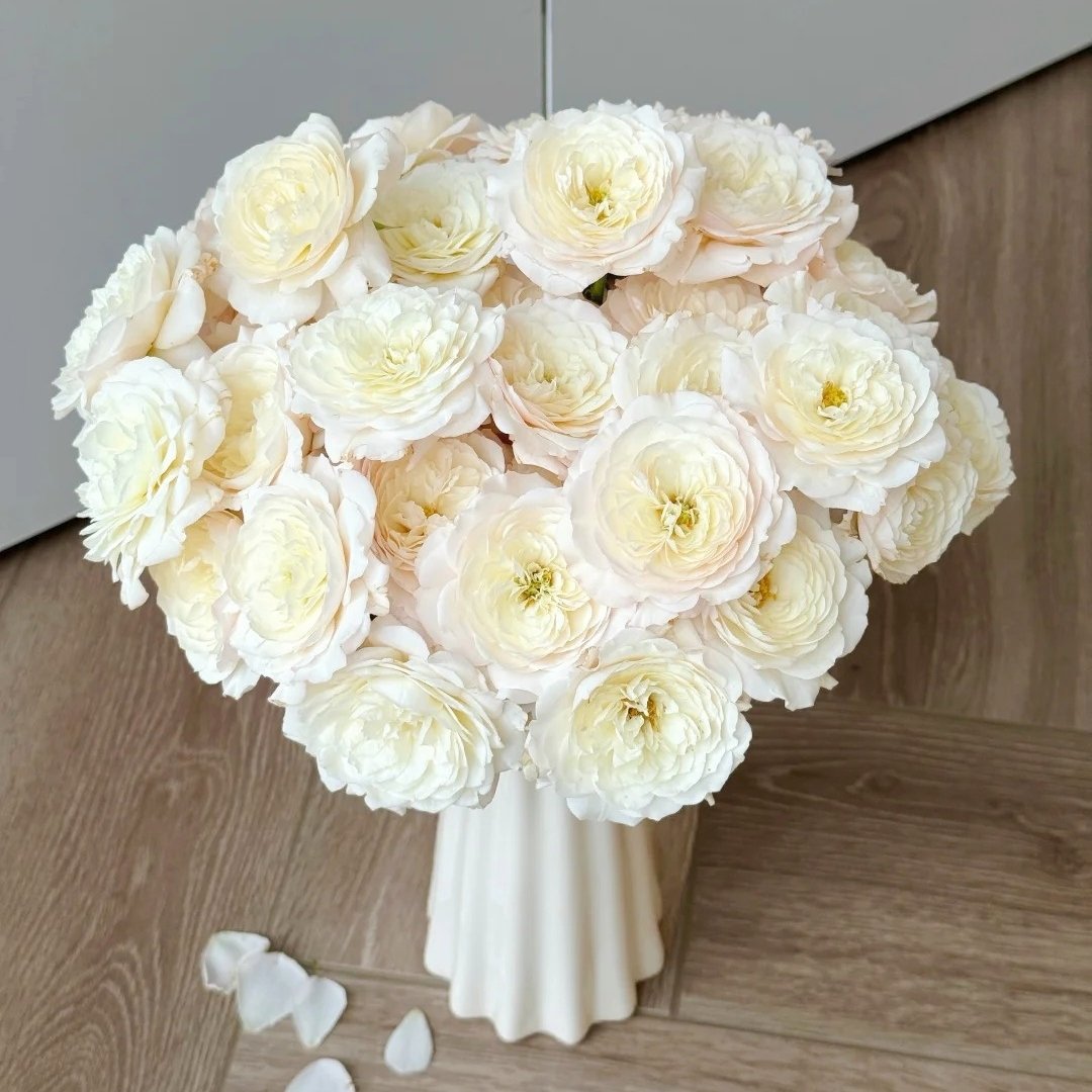 Jolie Fille Rose Plant|可爱少女 image 5