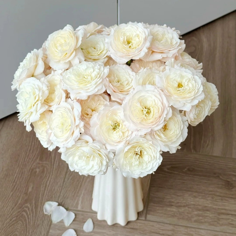 Jolie Fille Rose Plant|可爱少女 image 5