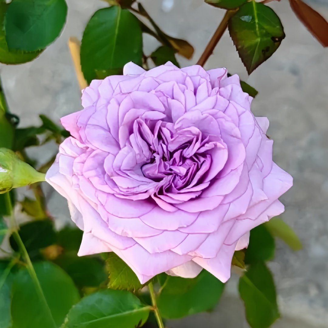 Ilias Rose Plant｜伊利亚特 image 5