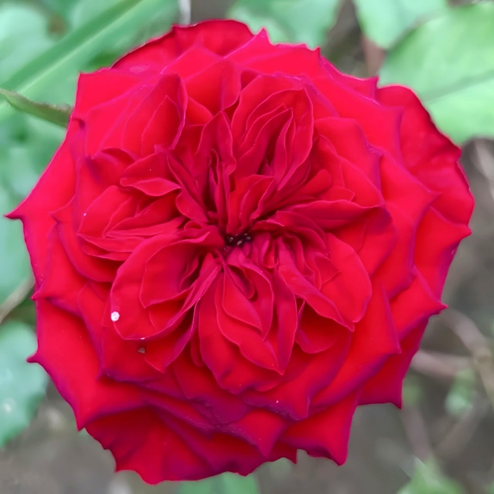Lovett Rose Plant｜爱之花 image 4