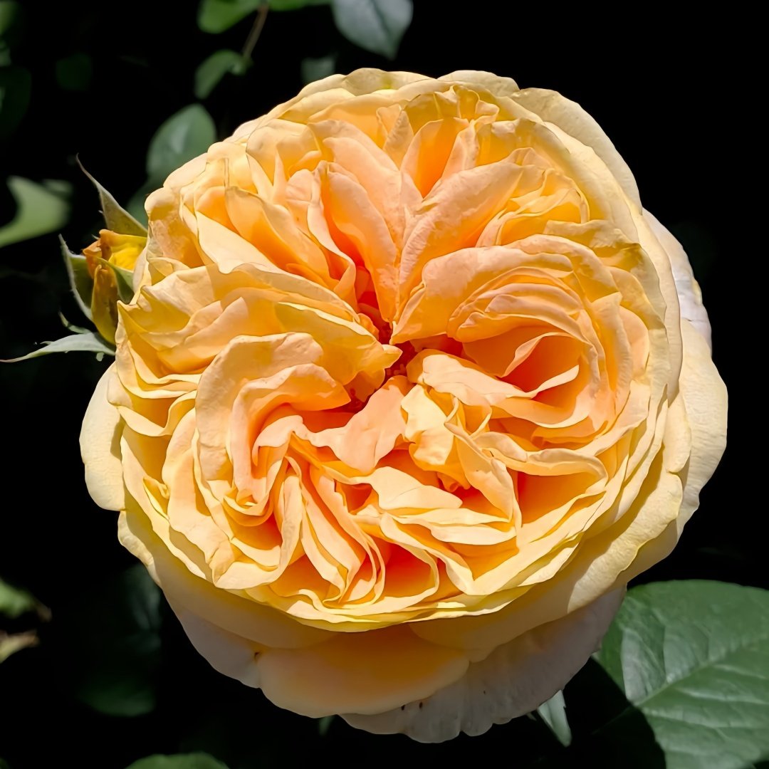 Global Beauty Rose Plant|黄烛光 image 1