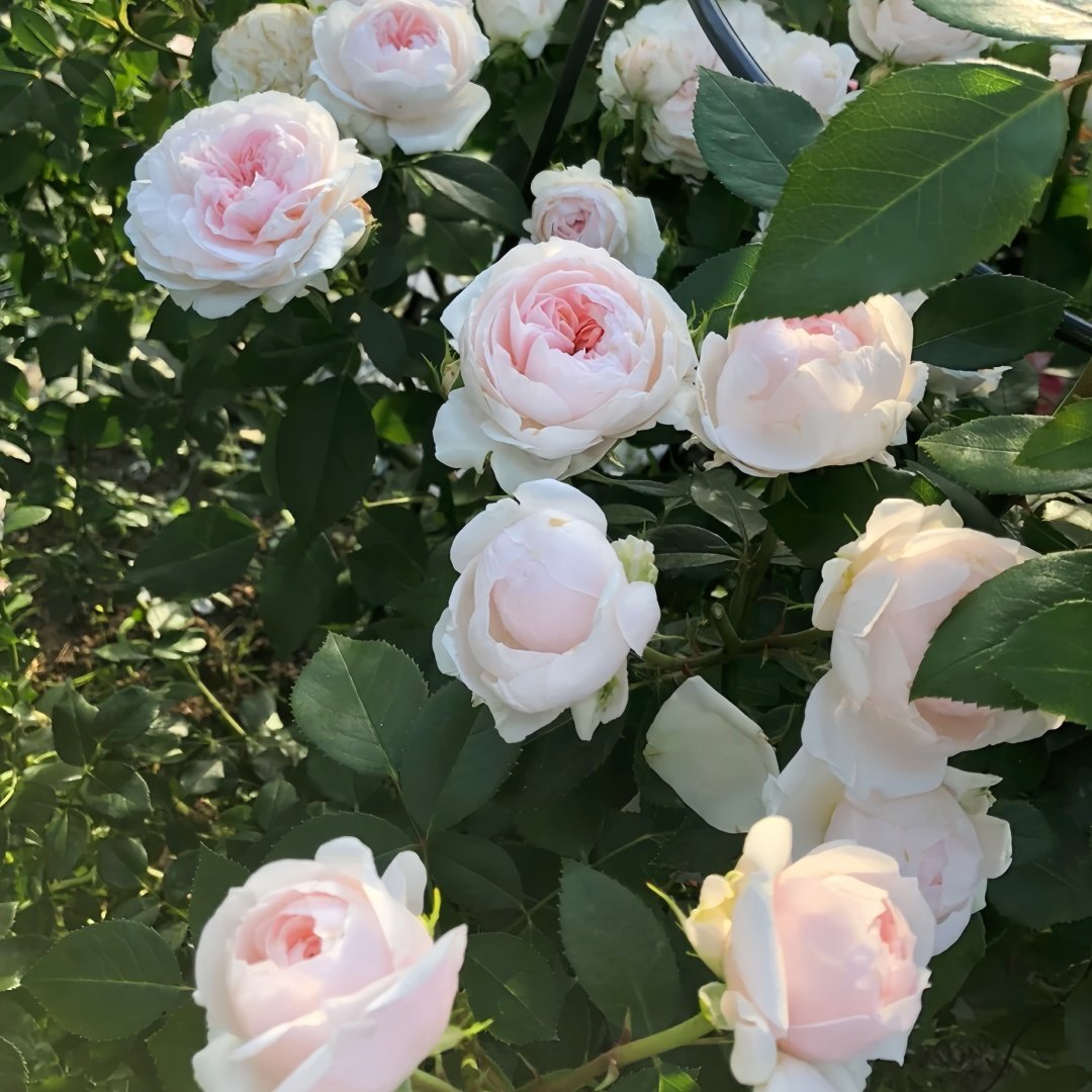 Sabrina Rose Plant｜莎伯莲娜 image 9