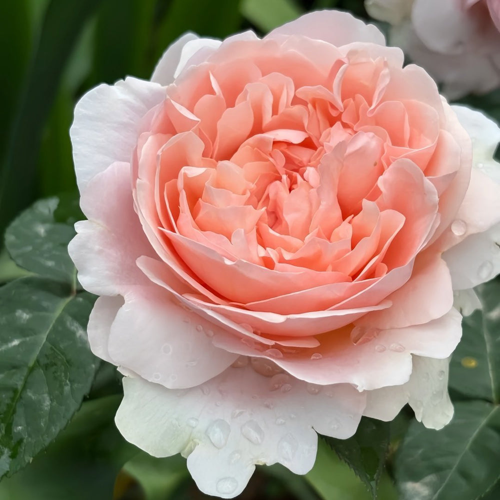 Ambridge Rose Plant|安布里奇 image 5
