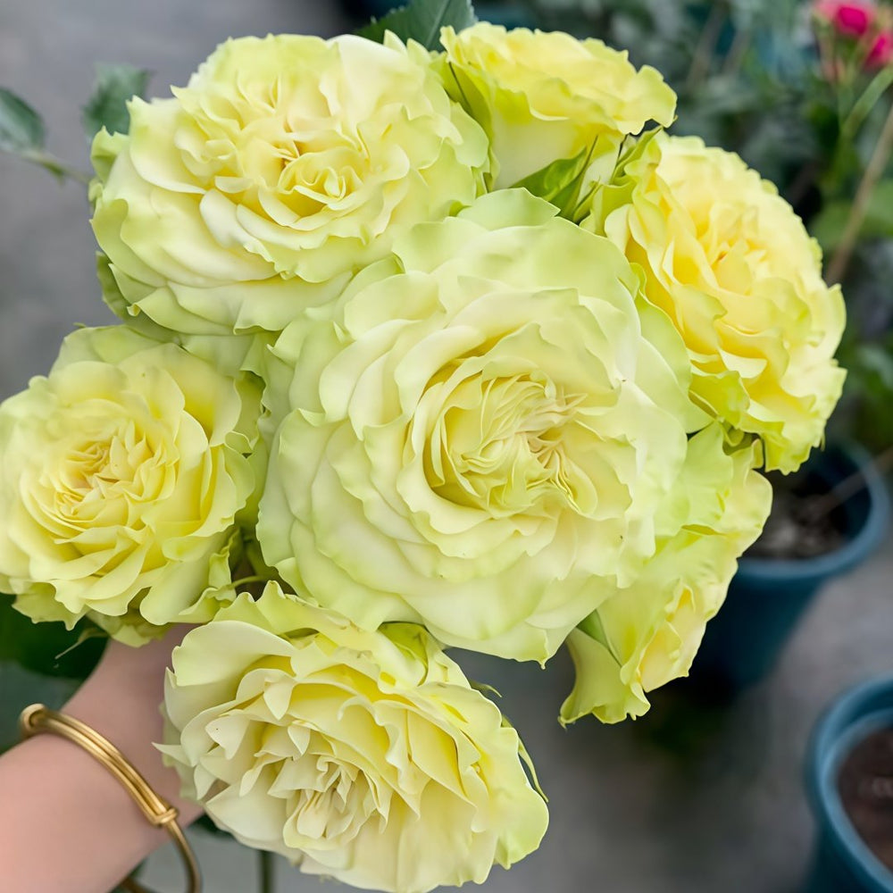 Matcha Rose Plant｜抹茶 image 2