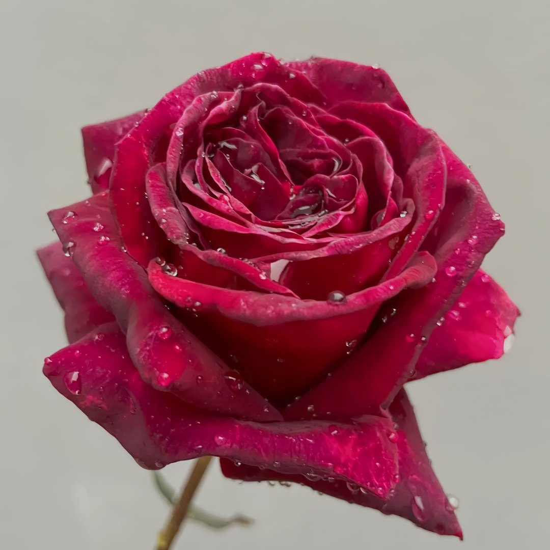 Black Perfumella Rose|暗香 image 3
