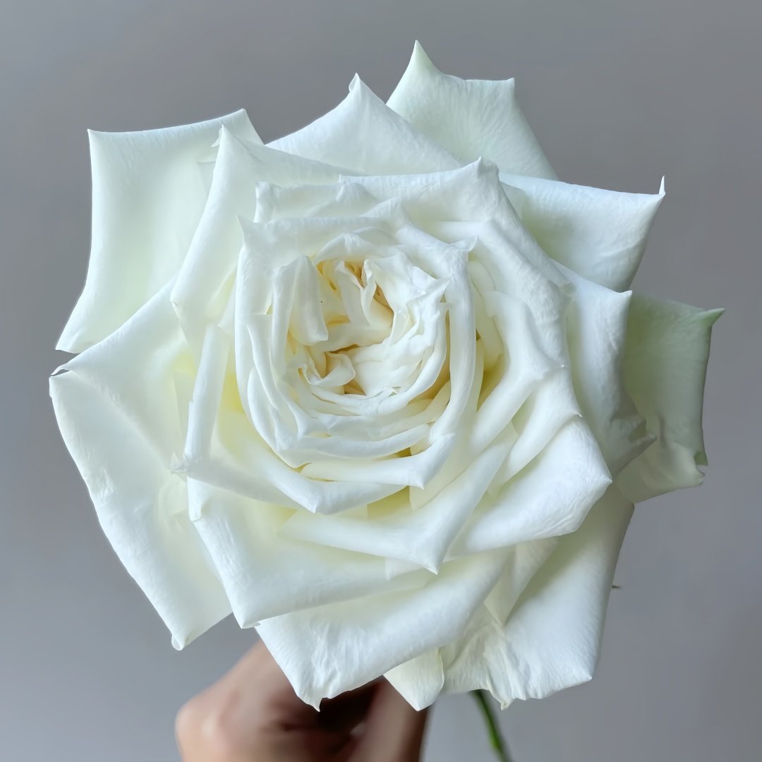Tineke Rose Plant｜坦尼克 image 2