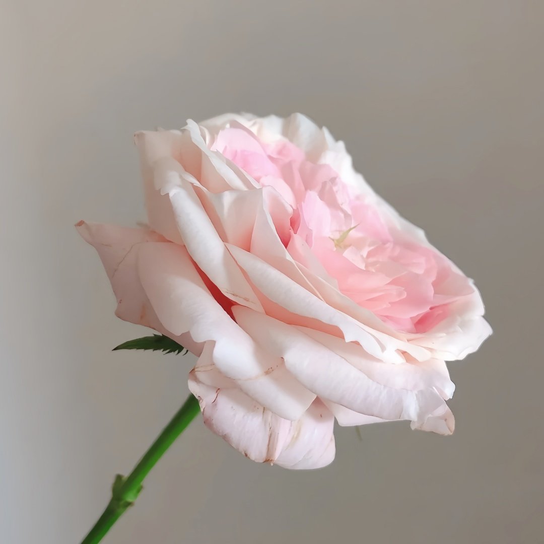Bella Linda Kiss Rose Plant｜亲吻琳达 image 7