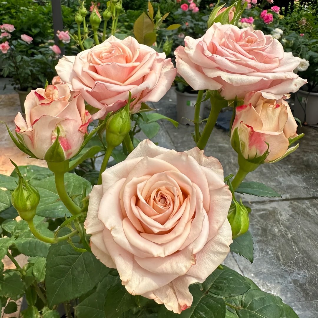 Moon Dust Rose Plant|月光之尘 image 9