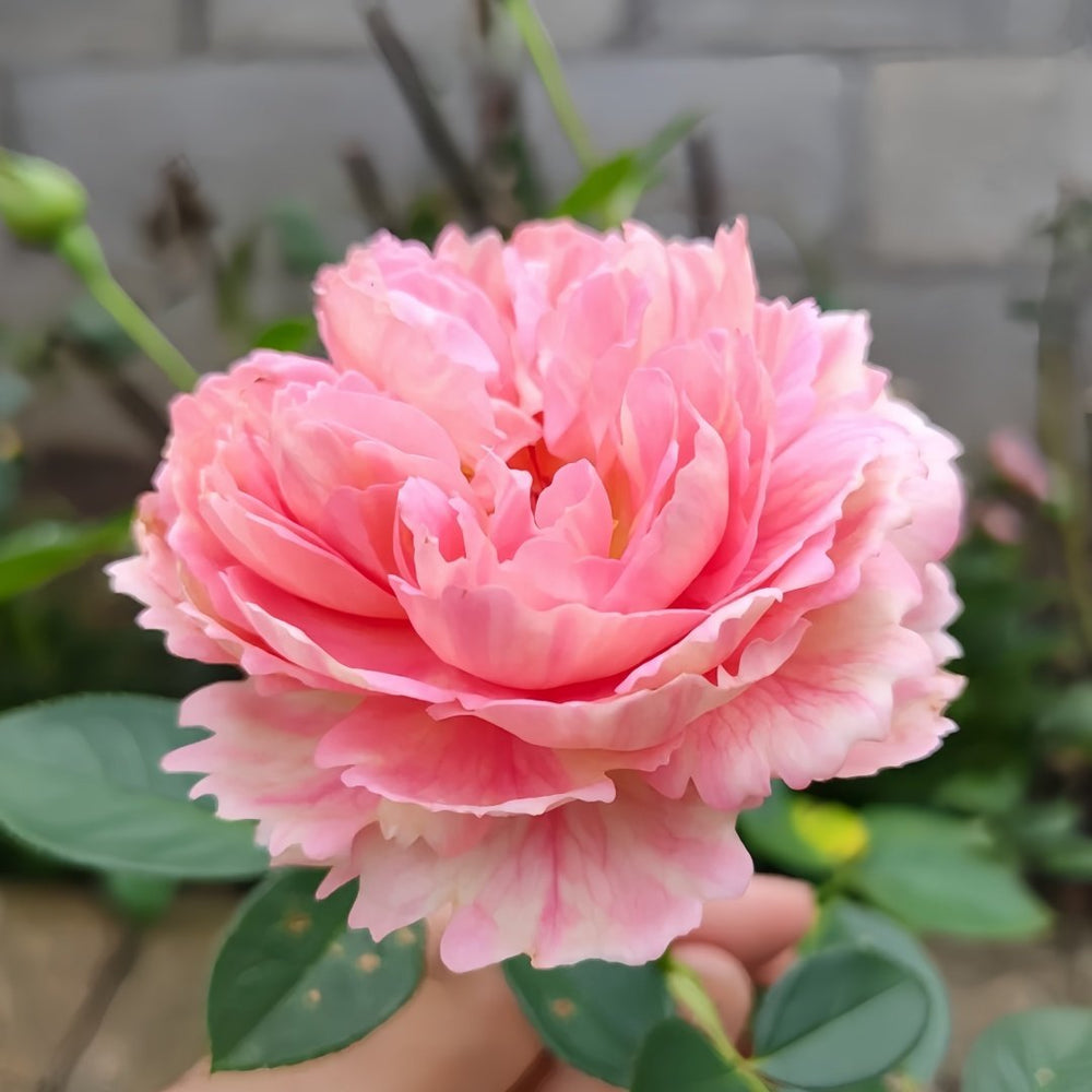 Xiuyan Rose Plant｜羞颜 image 6
