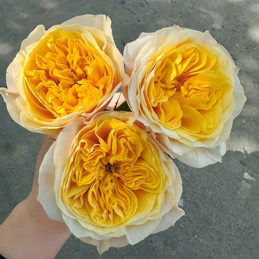 King's Cross Rose Plant｜国王十字架 image 3