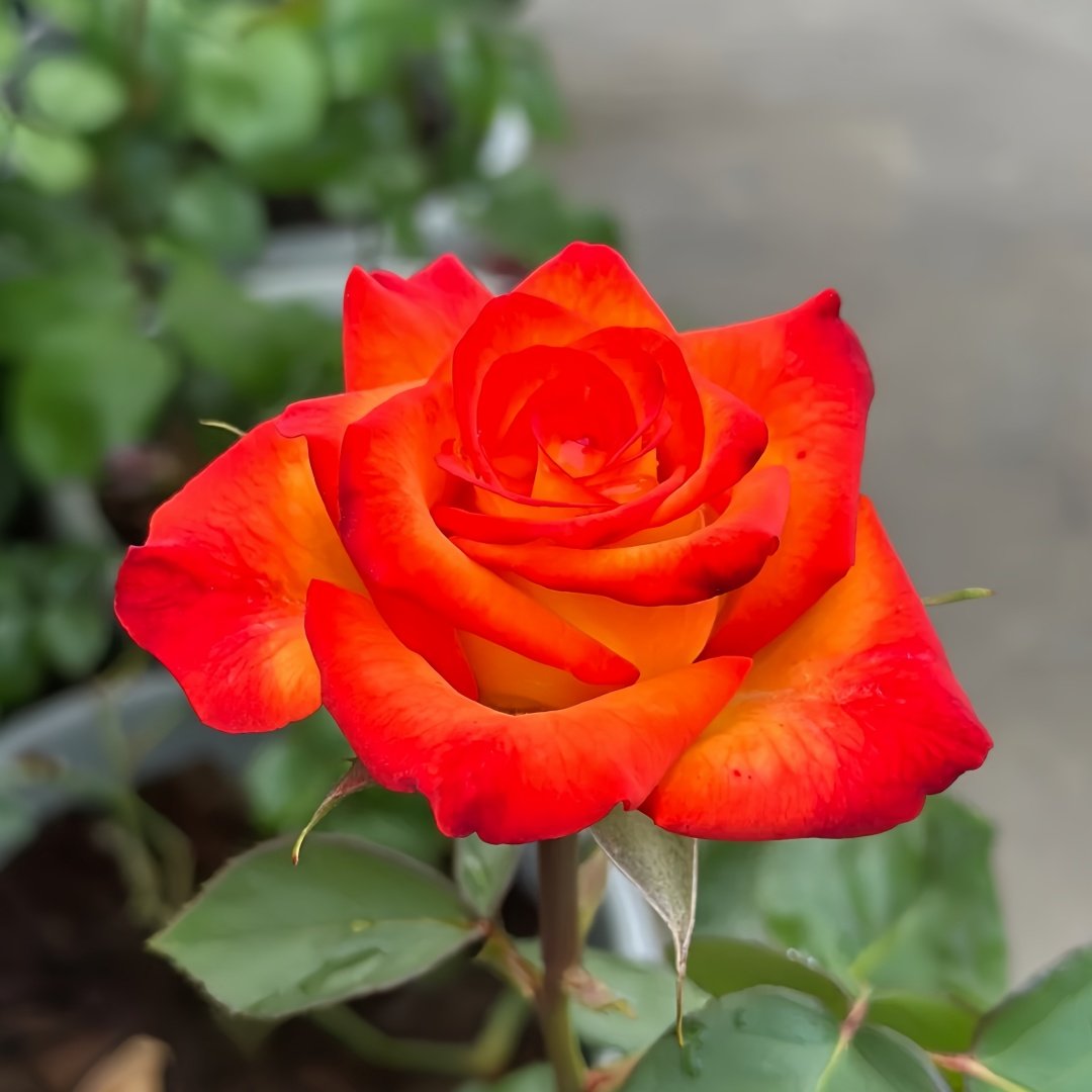 High Magic Rose Plant｜高和魔术 image 0